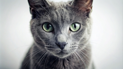 Gray Cat, Face Close Up 27feb24 (11)