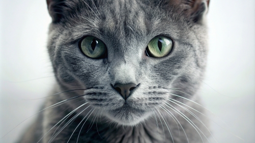 Gray Cat, Face Close Up 27feb24 (4)