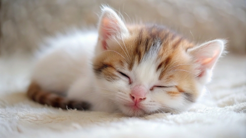 Munchkin Cat cute kitten sleeping 27feb24 (2)