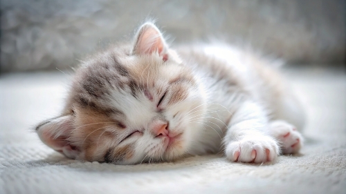 Munchkin Cat cute kitten sleeping 27feb24 (9)