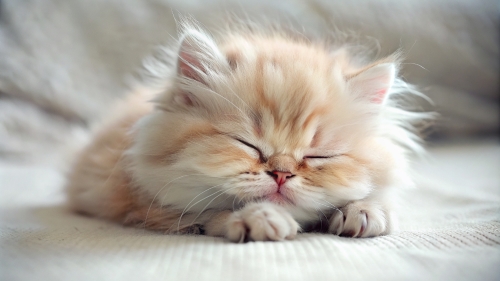 Persian Cat cute kitten sleeping 27feb2024 (1)