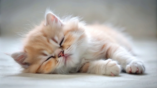 Persian Cat cute kitten sleeping 27feb2024 (10)