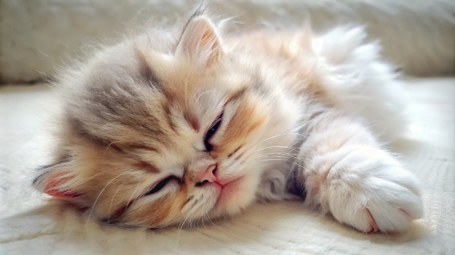 Persian Cat cute kitten sleeping 27feb2024 (12)