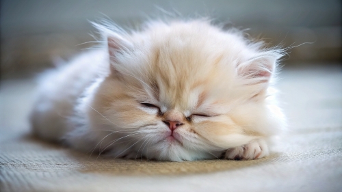 Persian Cat cute kitten sleeping 27feb2024 (2)