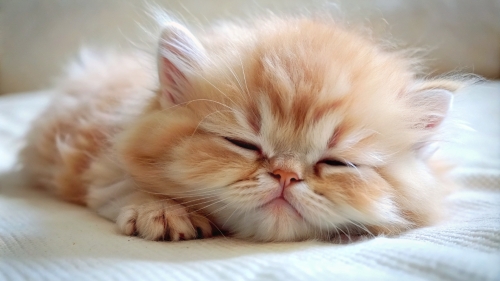 Persian Cat cute kitten sleeping 27feb2024 (6)