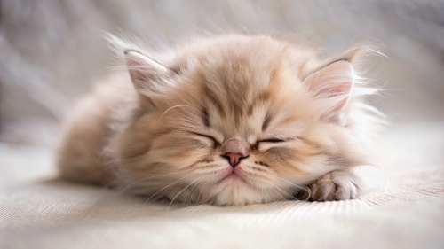 Persian Cat cute kitten sleeping 27feb2024 (7)