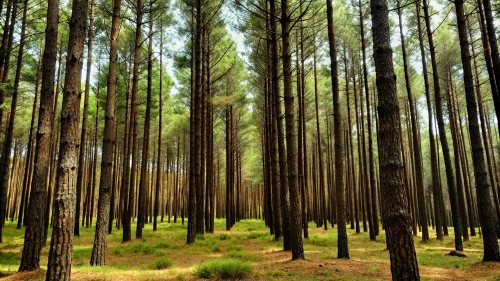 Pine Forest Picture Background Wallpapers