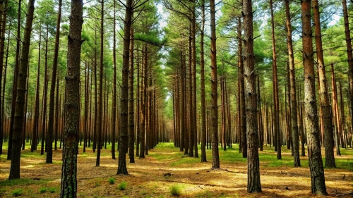 Pine Forest Picture Background Wallpapers