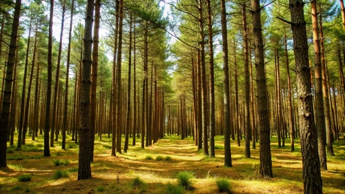 Pine Forest Picture Background Wallpapers