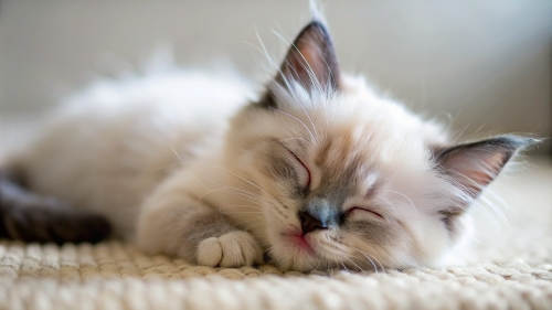 Ragdoll Cat cute kitten sleeping 27feb24 (10)