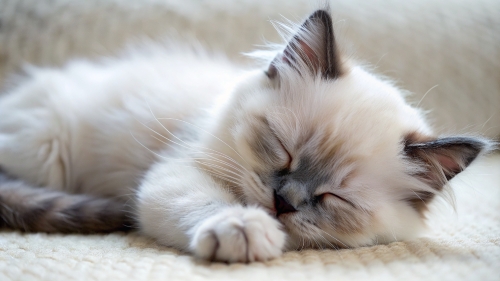 Ragdoll Cat cute kitten sleeping 27feb24 (2)