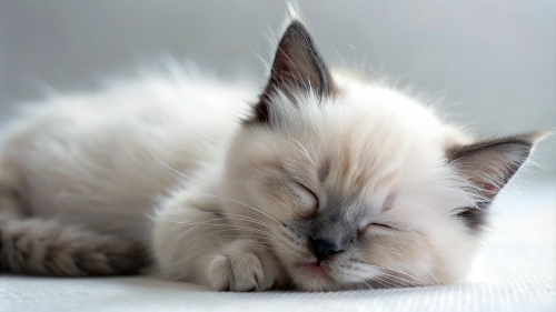 Ragdoll Cat cute kitten sleeping 27feb24 (4)