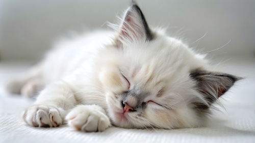 Ragdoll Cat cute kitten sleeping 27feb24 (6)