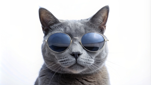 Russian Blue cat, wearing sunglasses 29feb24 (8)