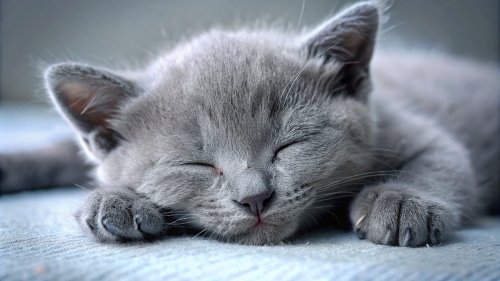 Russian Blue cute kitten sleeping 25feb24 (1)