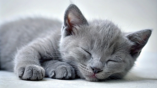 Russian Blue cute kitten sleeping 25feb24 (10)