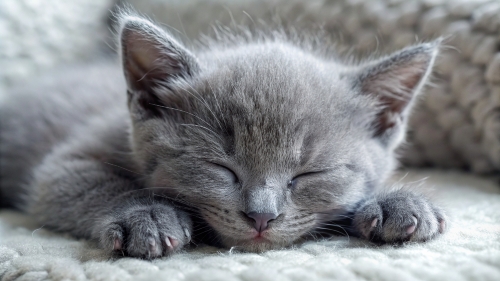 Russian Blue cute kitten sleeping 25feb24 (4)