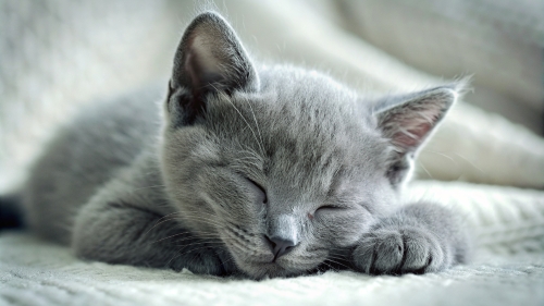 Russian Blue cute kitten sleeping 25feb24 (6)