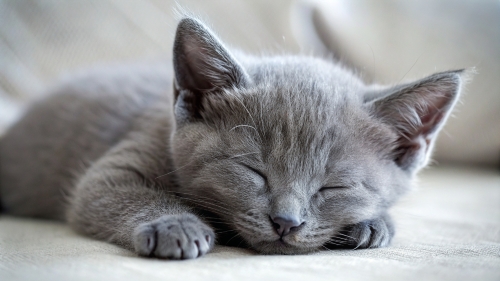 Russian Blue cute kitten sleeping 25feb24 (7)