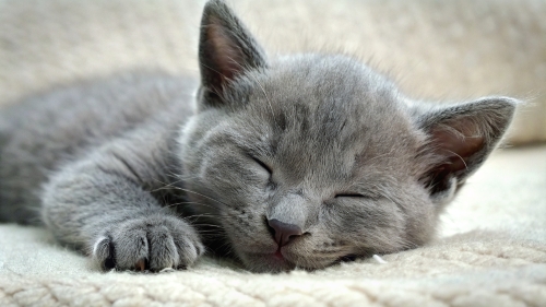 Russian Blue cute kitten sleeping 25feb24 (8)