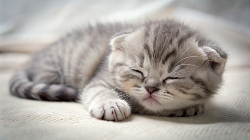 Scottish fold cute kitten sleeping 25feb24 (10)