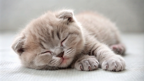 Scottish fold cute kitten sleeping 25feb24 (2)