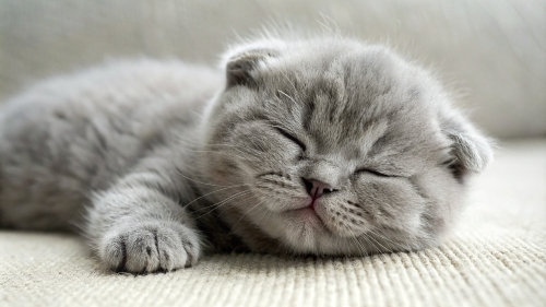 Scottish fold cute kitten sleeping 25feb24 (3)