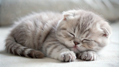 Scottish fold cute kitten sleeping 25feb24 (4)