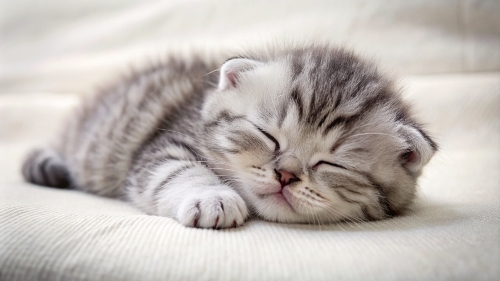 Scottish fold cute kitten sleeping 25feb24 (6)