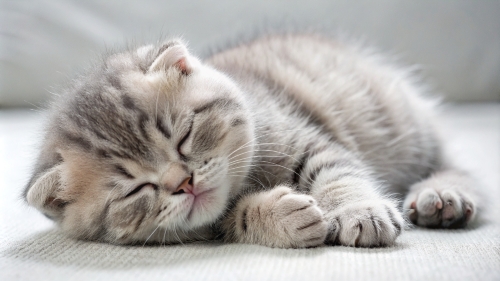 Scottish fold cute kitten sleeping 25feb24 (7)