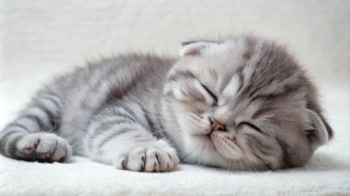 Scottish fold cute kitten sleeping 25feb24 (9)