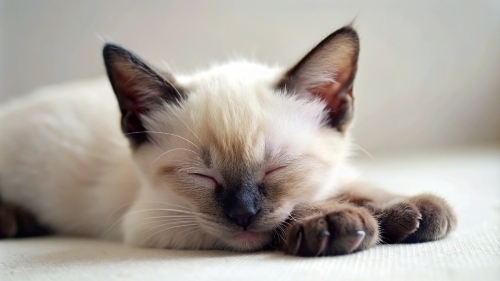 Siamese cat cute kitten sleeping 26feb24 (1)