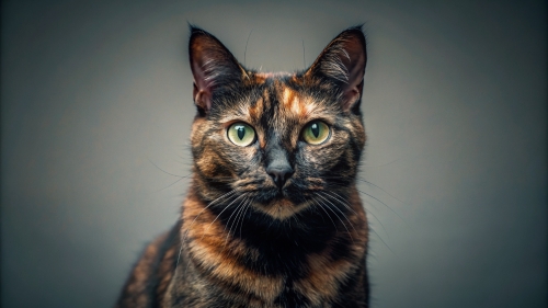 Tortoiseshell cat, Face Close Up 27feb24 (2)