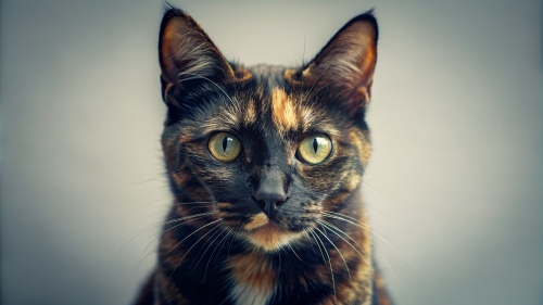 Tortoiseshell cat, Face Close Up 27feb24 (5)