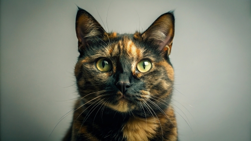 Tortoiseshell cat, Face Close Up 27feb24 (6)